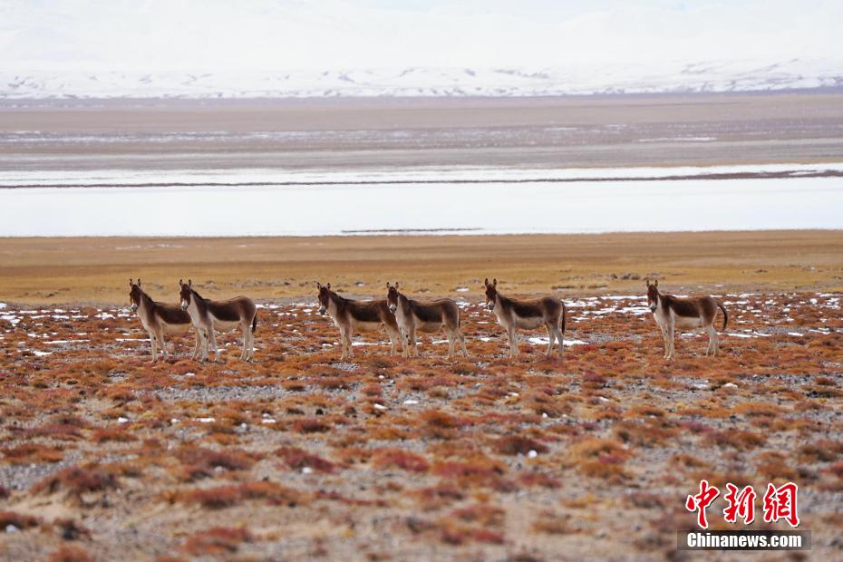 希少野生動物がエサを求めて自由に走り回る阿爾金山　新疆