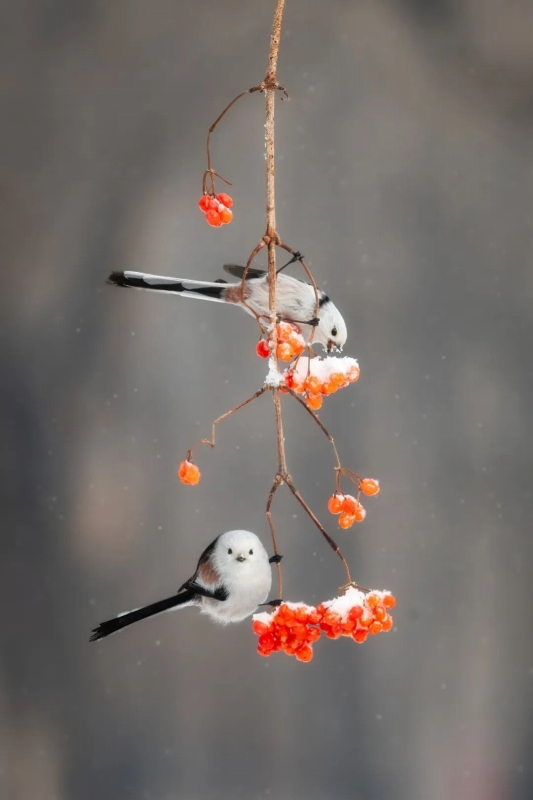 11月8日、雪が降る黒竜江省江大慶の都市森林公園で餌を食べるエナガ（寫真著作権は視覚中國が所有のため転載禁止）。