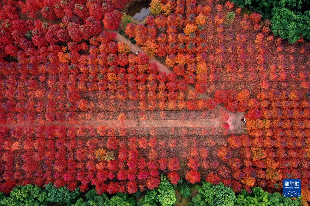 カラフルで美しい中國各地の初冬の景色