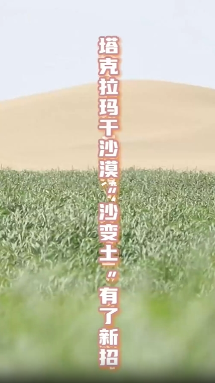 塔克拉瑪干砂漠で「砂漠土壌化」技術(shù)によるチカラシバの試験植栽に成功　新疆