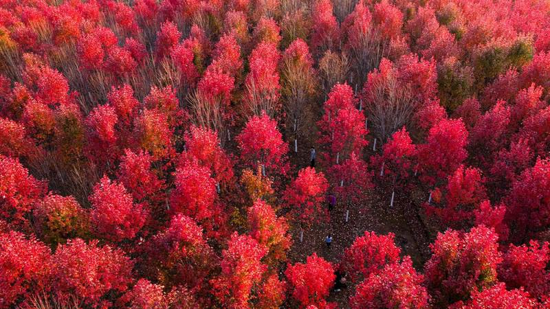 赤々と色付いたカエデの林広がる武漢文華學(xué)院　湖北省