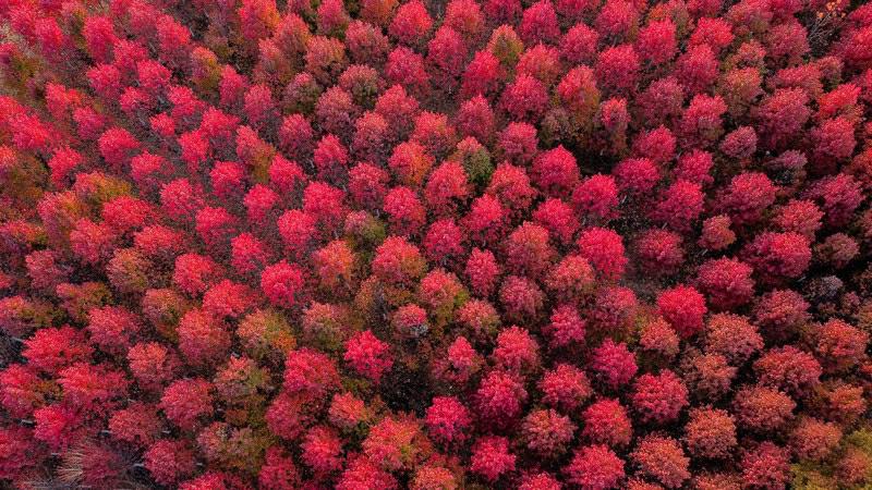 赤々と色付いたカエデの林広がる武漢文華學(xué)院　湖北省