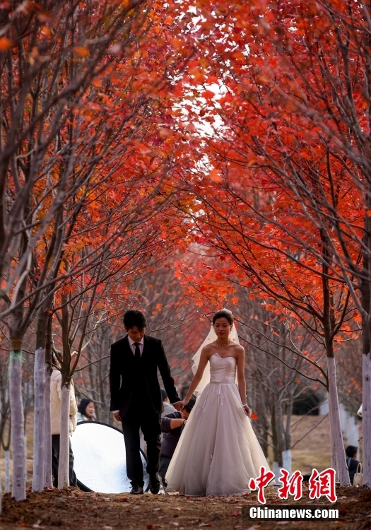 見頃を迎えた武漢文華學院のキャンパスの紅葉　湖北省武漢