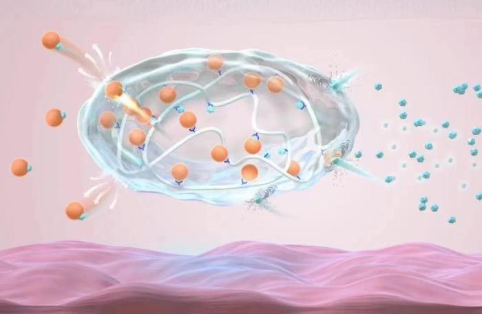 皮下注射の長(zhǎng)時(shí)間型スマートインスリン製剤は血糖値が上がるとインスリン製剤をスピーディに分泌し、血糖値を安定させる。畫(huà)像提供は浙江大學(xué)