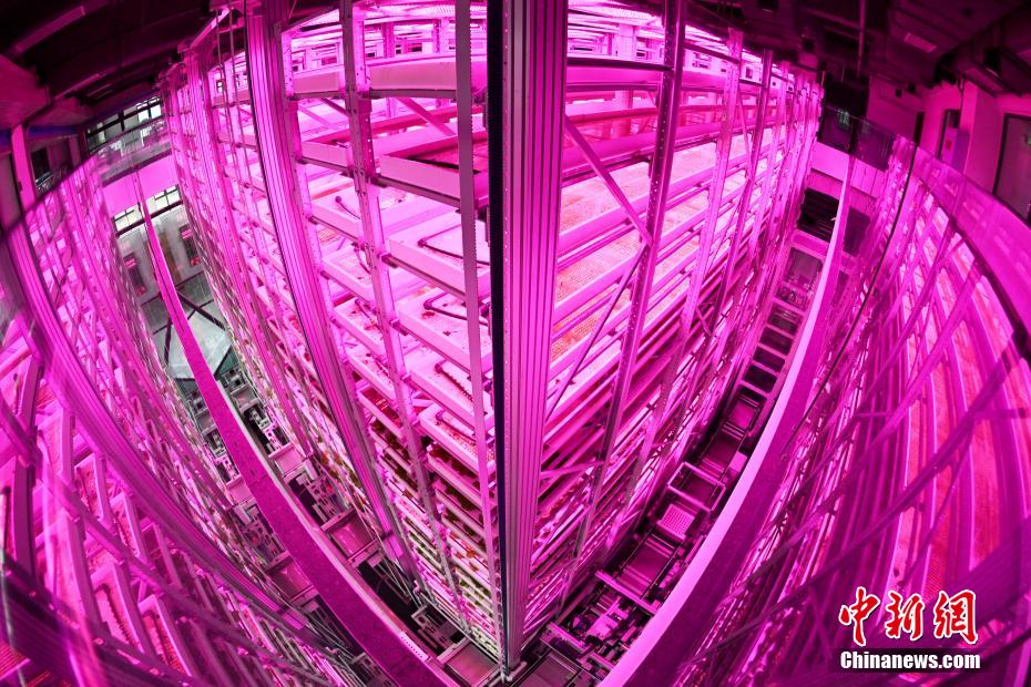 栽培段數(shù)が世界で最多の自動化垂直植物工場を訪ねて　四川省成都