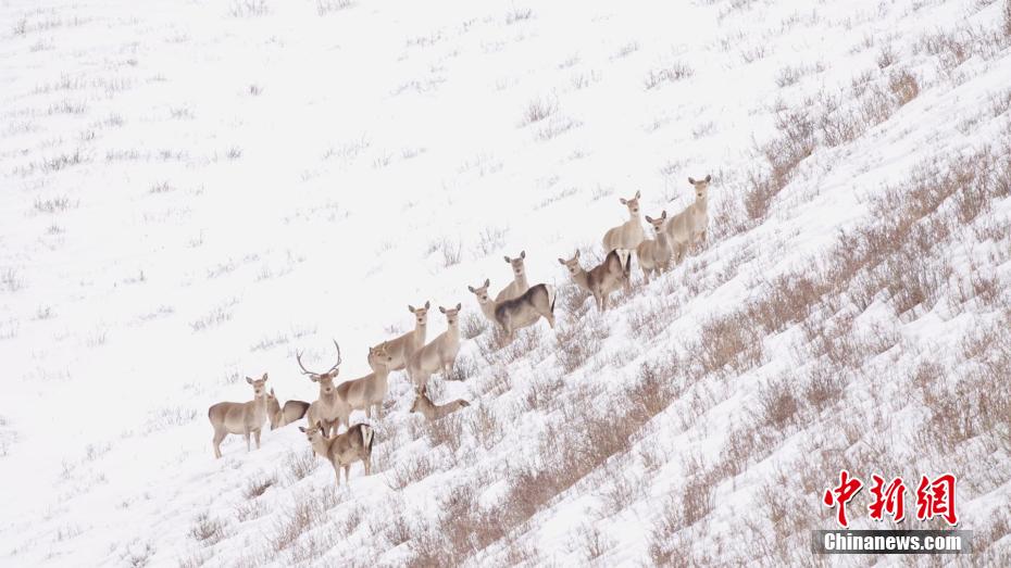 さまざまな希少野生動(dòng)物がしばしば姿を現(xiàn)す冬の青海省都蘭