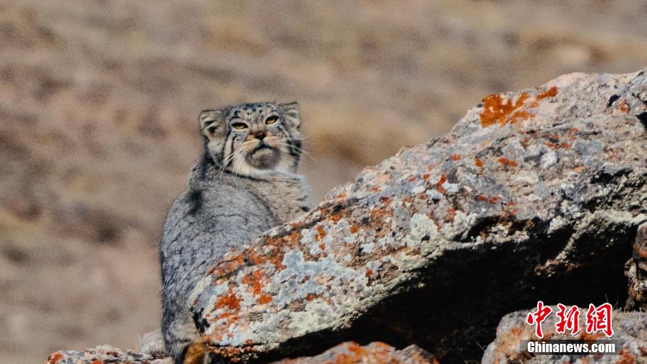 さまざまな希少野生動物がしばしば姿を現(xiàn)す冬の青海省都蘭
