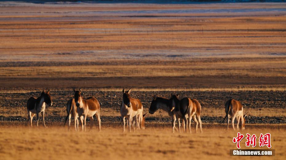 さまざまな希少野生動(dòng)物がしばしば姿を現(xiàn)す冬の青海省都蘭