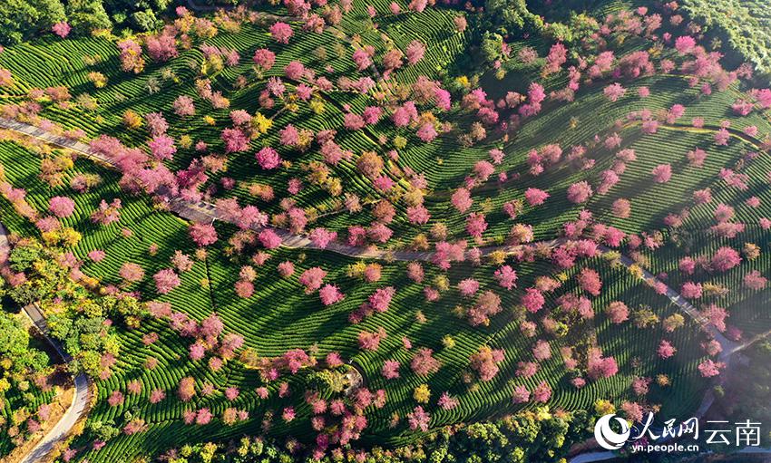 満開(kāi)を迎えた無(wú)量山の冬咲きの桜　雲(yún)南省