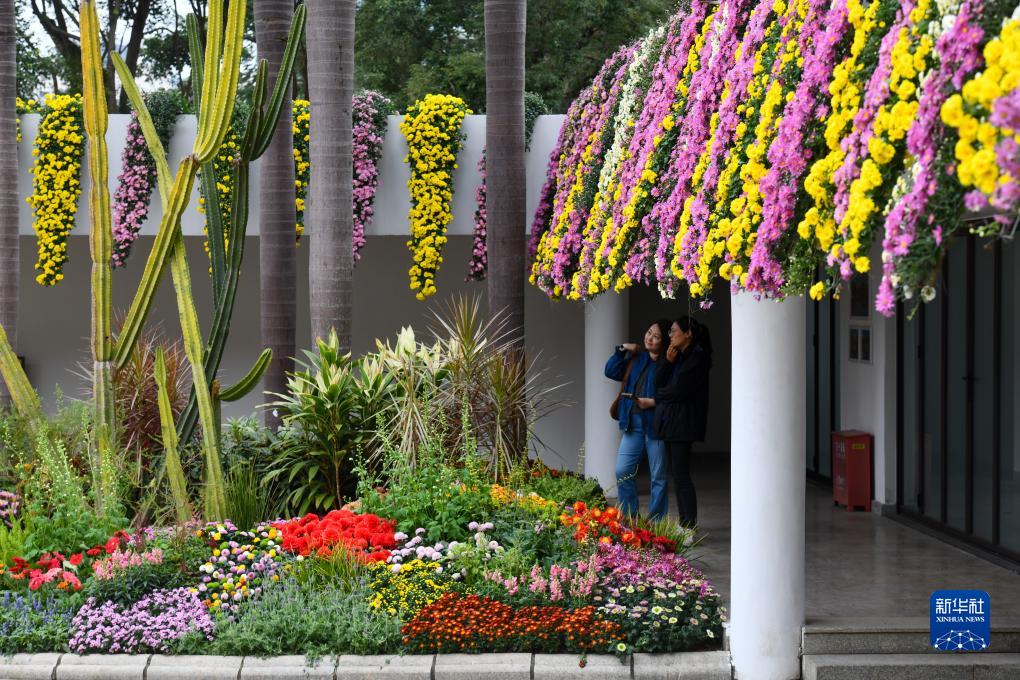 「菊は萬(wàn)象に花開く」　第39回深セン菊花展が華やかに開催