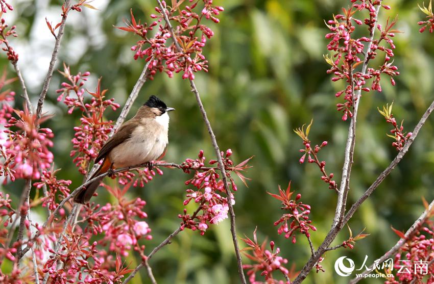 冬桜が満開迎え、鳥がさえずる雲(yún)南省曲北