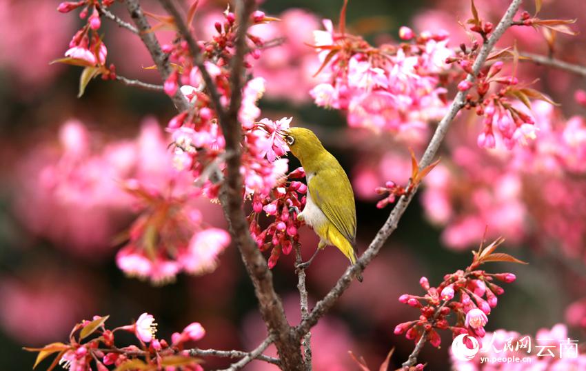 冬桜が満開迎え、鳥がさえずる雲(yún)南省曲北