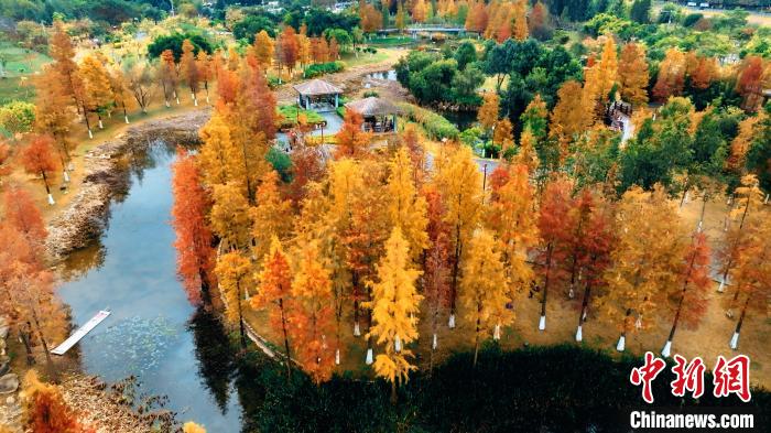 鮮やかな色合いが美しいメタセコイア　広西