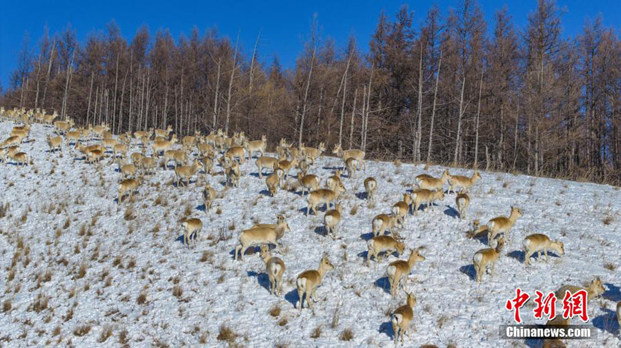 上空から撮影した「東洋のスイス」の冬景色　內(nèi)蒙古阿爾山
