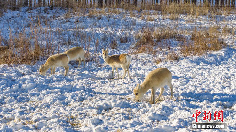 上空から撮影した「東洋のスイス」の冬景色　內(nèi)蒙古阿爾山
