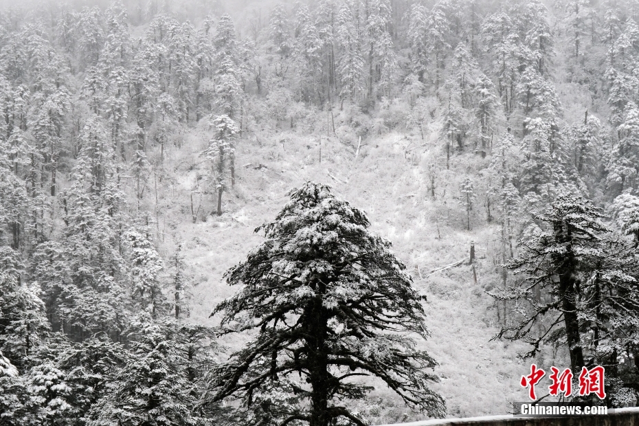 墨脫の秘密を探る中國の動植物専門家