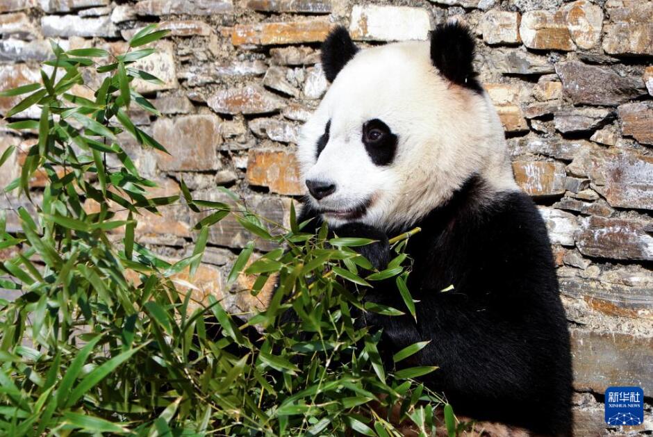 米國(guó)から帰國(guó)したパンダ「小奇跡」が一般公開(kāi)へ　四川省