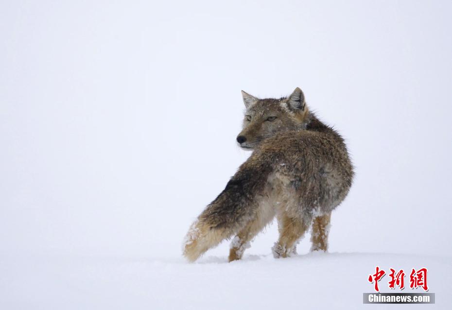 「チベスナ顔」で人気！四角い顔のチベットスナギツネ　青海省天峻