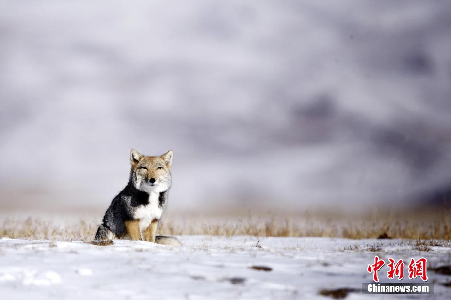 「チベスナ顔」で人気！四角い顔のチベットスナギツネ　青海省天峻
