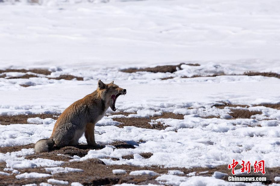 「チベスナ顔」で人気！四角い顔のチベットスナギツネ　青海省天峻