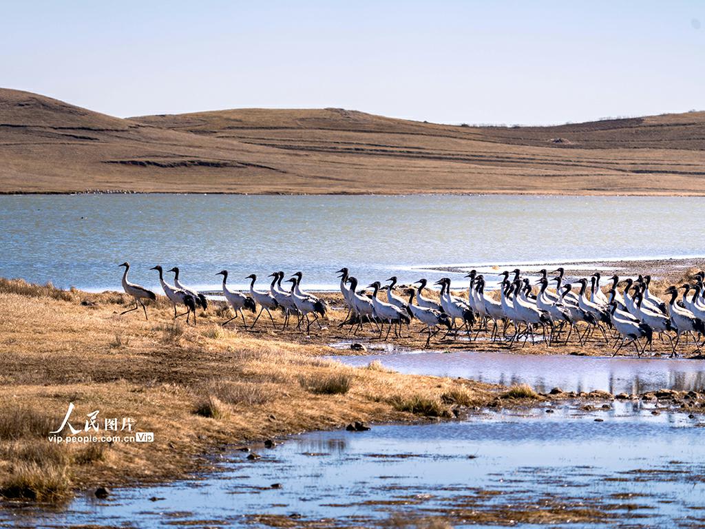 オグロヅル舞う大山包自然保護(hù)區(qū)　雲(yún)南省昭通