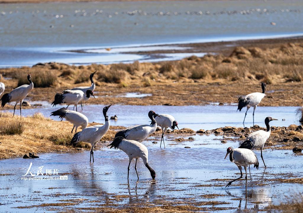 オグロヅル舞う大山包自然保護(hù)區(qū)　雲(yún)南省昭通