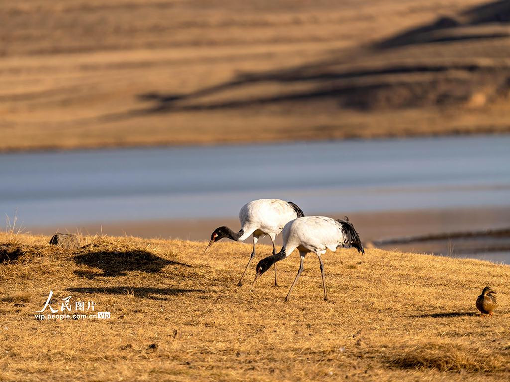 オグロヅル舞う大山包自然保護(hù)區(qū)　雲(yún)南省昭通