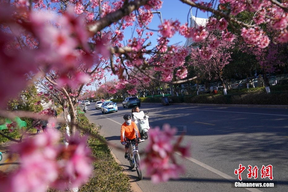 満開(kāi)の冬桜香る「春城」の冬絵巻　雲(yún)南省昆明
