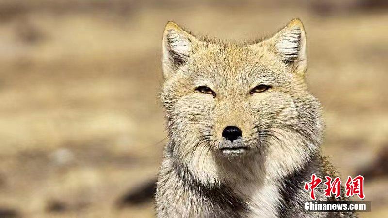 【音聲ニュース】「チベスナ顔」で人気！四角い顔のチベットスナギツネ
