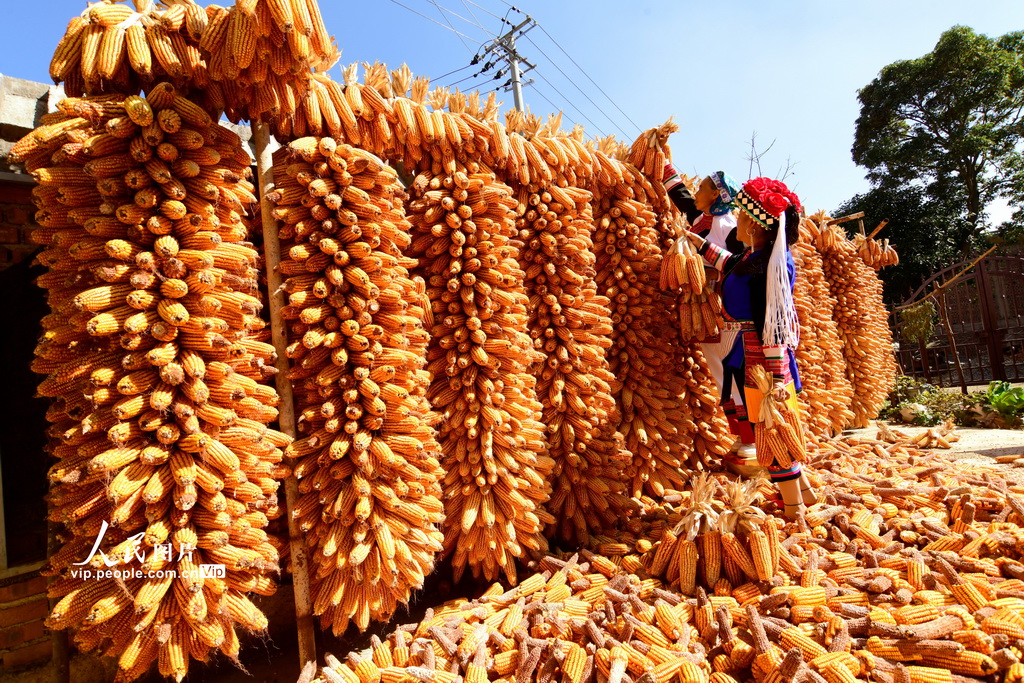 雲(yún)南省彌勒で行われるトウモロコシの天日干しの光景