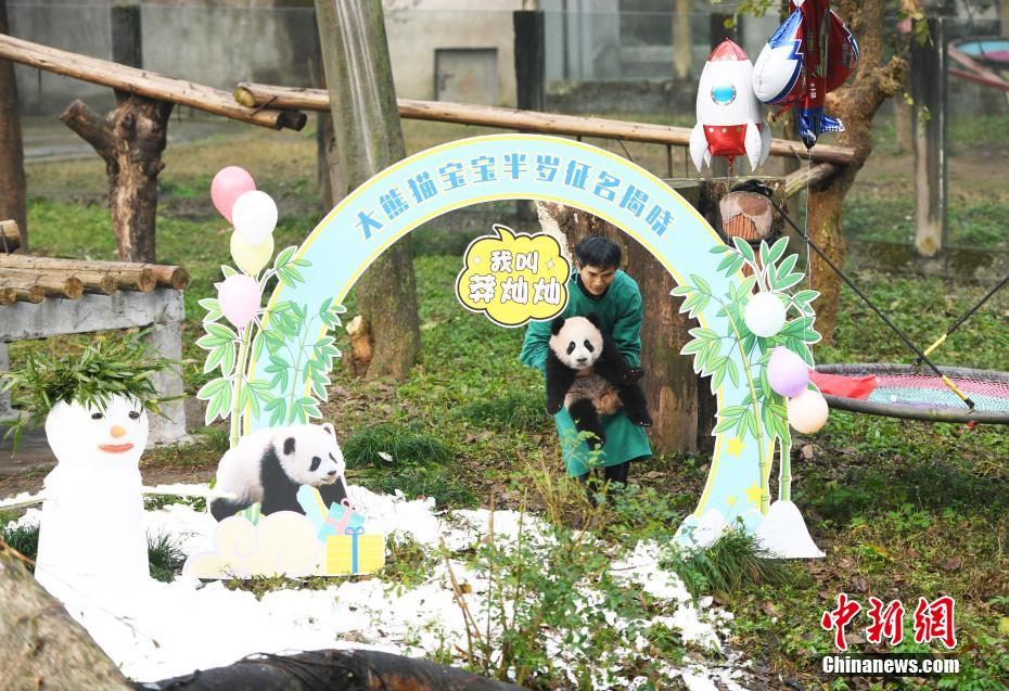 生後半年の赤ちゃんパンダの名前が決定　重慶動(dòng)物園