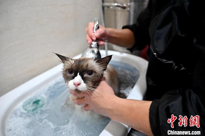 自宅でSPAを楽しむ！需要高まる「出張貓シャンプー」サービス　広西