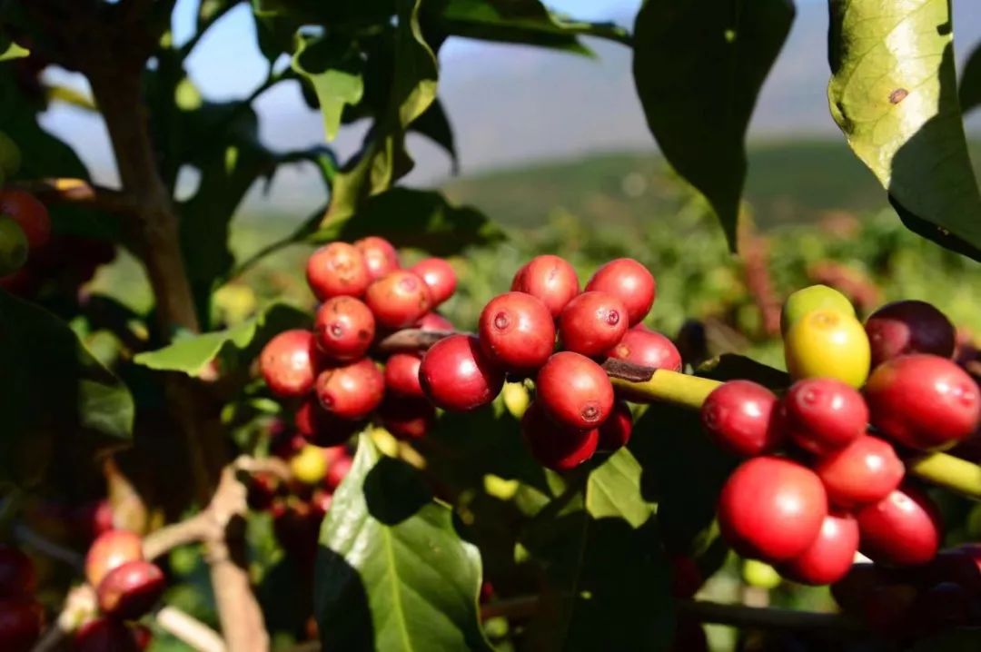 雲(yún)南小粒コーヒー