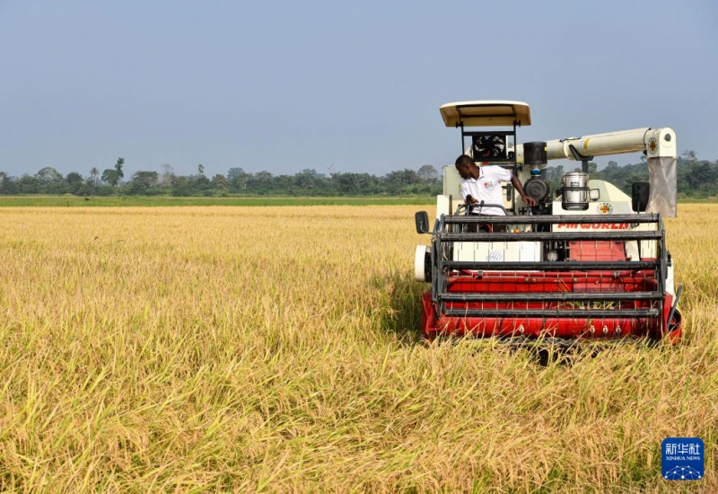 30年にわたる中國の稲作技術支援　コートジボワールの人々に恩恵