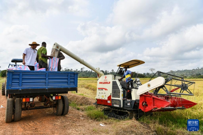 30年にわたる中國の稲作技術(shù)支援　コートジボワールの人々に恩恵