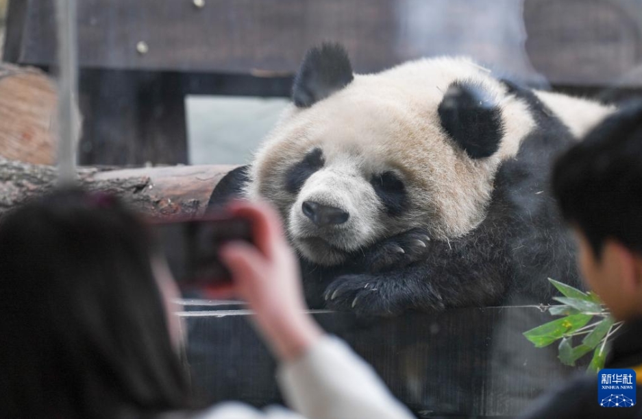 パンダ4頭の一般公開(kāi)スタート　重慶永川