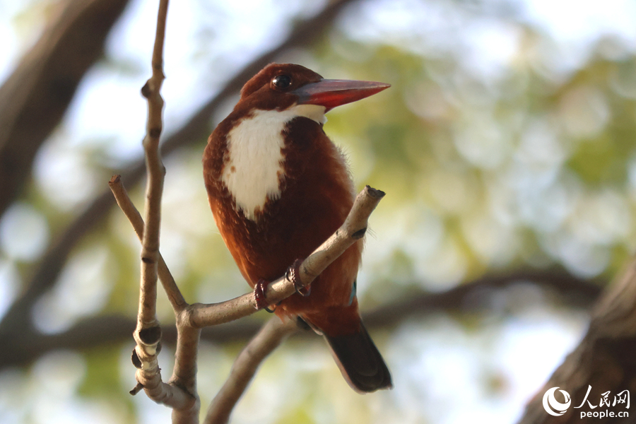 アオショウビンが木の枝に止まって周りを眺める様子。（撮影?陳博）