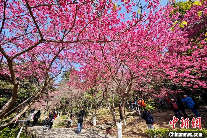 福州國(guó)家森林公園で、桜を楽しむ市民や観光客（撮影?王東明）。