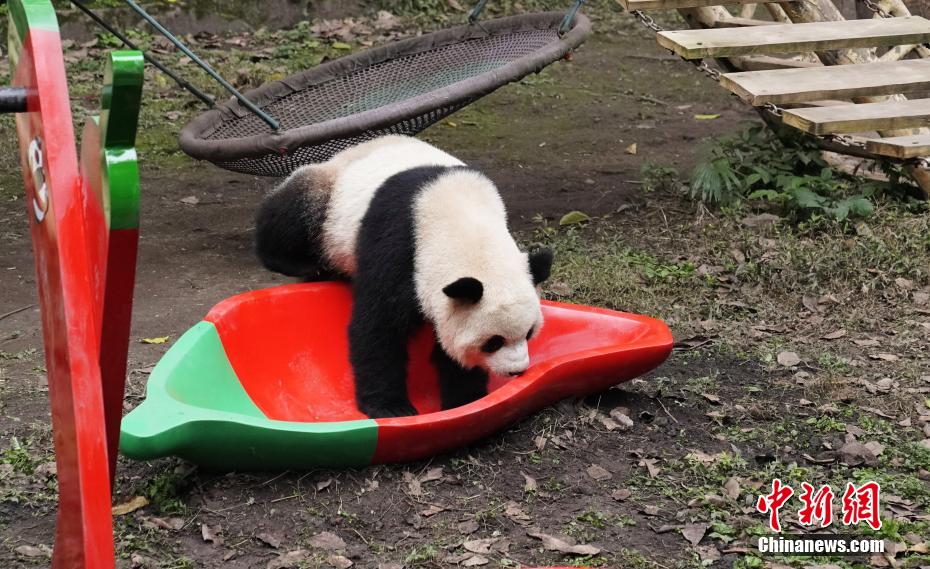 重慶動(dòng)物園のパンダ4頭に春節(jié)のプレゼントとして新しい遊具