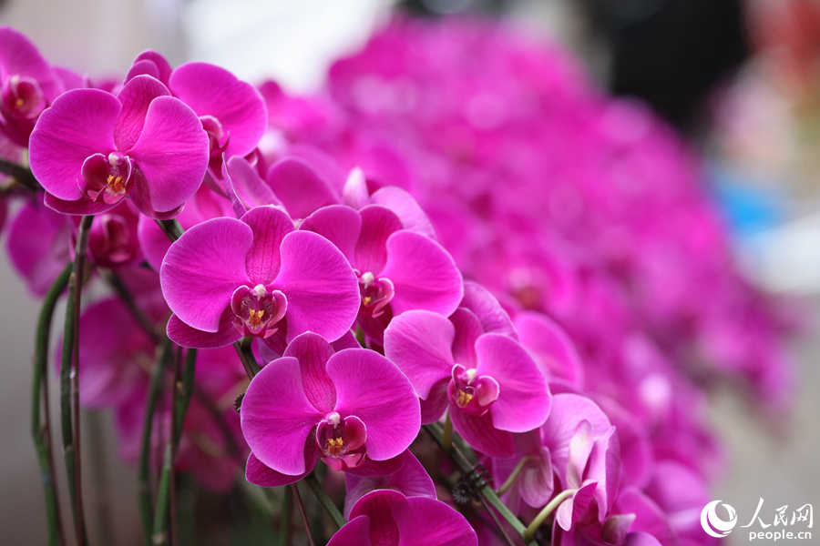 春節(jié)ムード漂う花卉市場　福建省廈門市