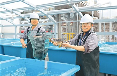 養(yǎng)殖している魚を見せる作業(yè)員。