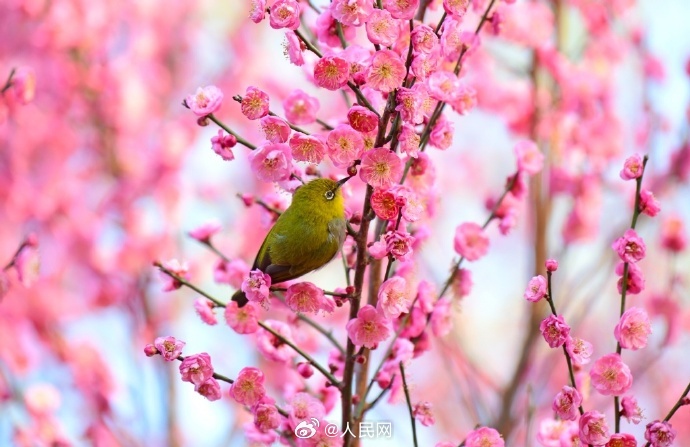 満開(kāi)の梅と小鳥(niǎo)が感じさせてくれる「春の息吹」　雲(yún)南省