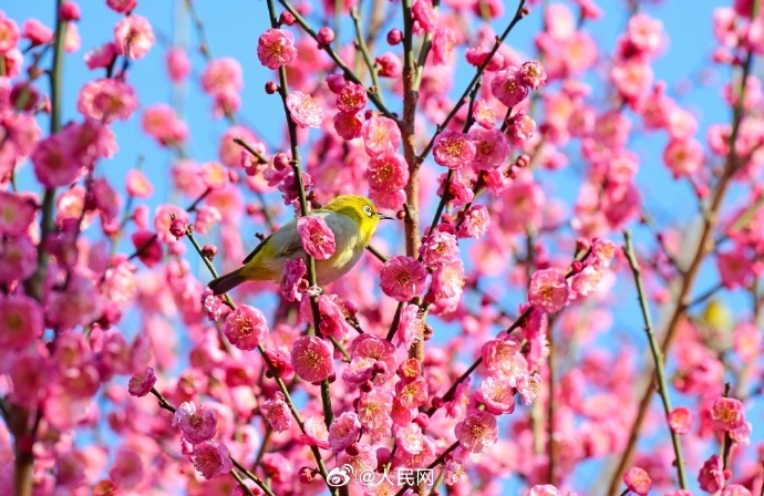 満開の梅と小鳥が感じさせてくれる「春の息吹」　雲(yún)南省
