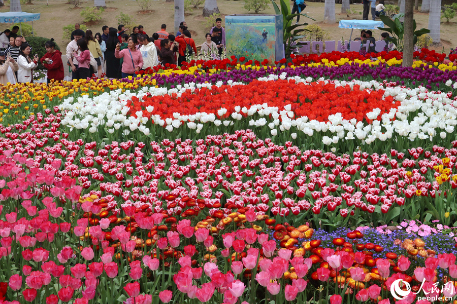 廈門園林博覧苑で春節(jié)連休中、春の訪れとともに満開を迎えたチューリップ（撮影?陳博）。