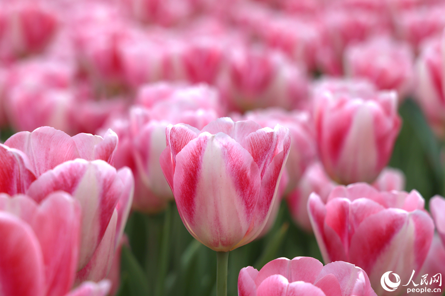 春を迎えチューリップ11萬(wàn)本が満開(kāi)に　福建省廈門(mén)