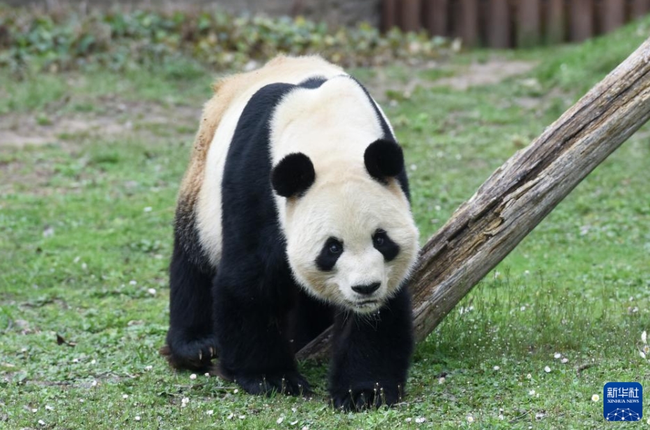 マドリード動物園でパンダ「冰星」と「花嘴巴」ファミリーの歓送會　スペイン