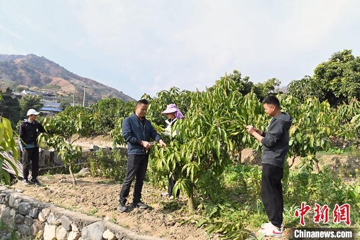 2月3日、果樹園で家族と作業(yè)する許開成さん(一番右)。撮影?安源