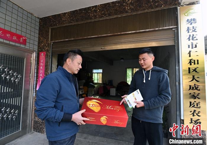 2月3日、父親とマンゴーを詰める箱について話し合う許開成さん(右)。撮影?安源