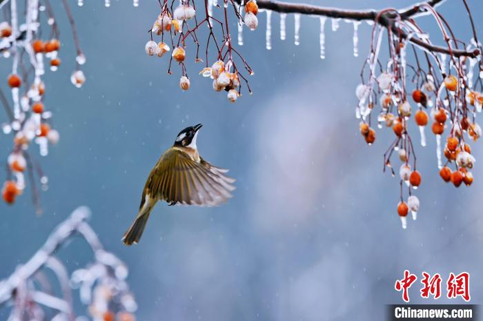 つらら下がり実が鈴なりのセンダンに鳥が戯れる絵のような世界　安徽省祁門