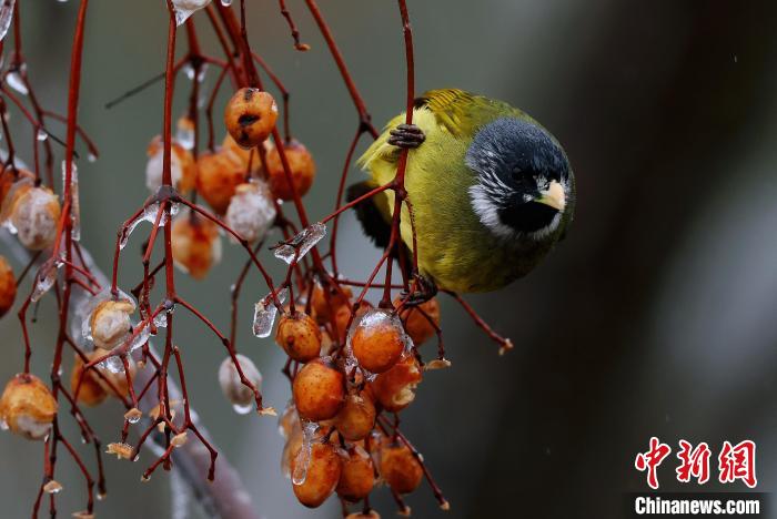 つらら下がり実が鈴なりのセンダンに鳥が戯れる絵のような世界　安徽省祁門